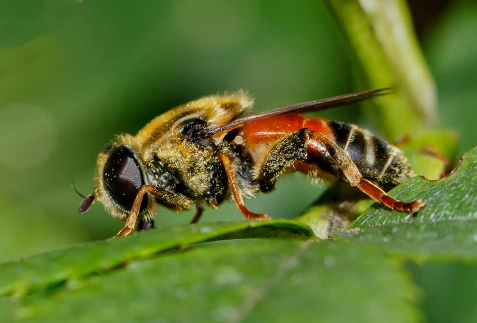 Merodon avidus - sárgalábfejű nárciszlégy