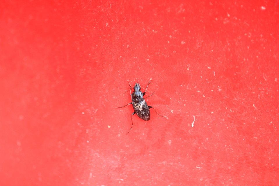 Calathus fuscipes - sokpontos tarfutó