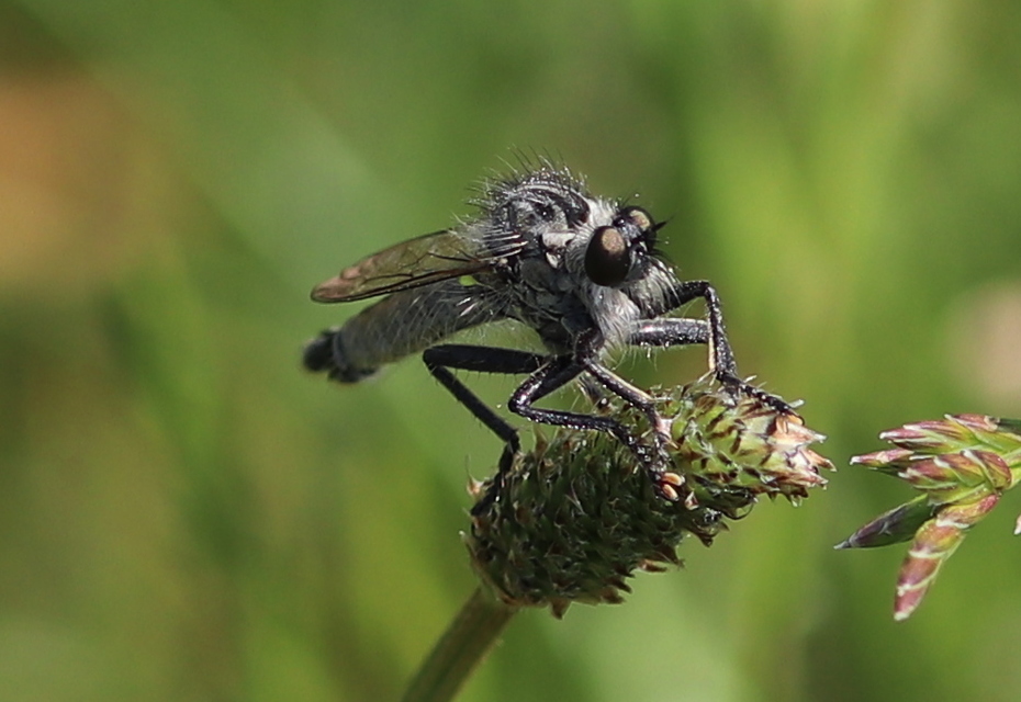 Dysmachus
