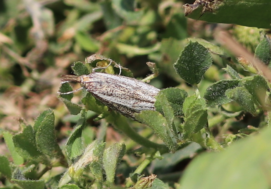 Thisanotia chrysonuchella - tavaszi fűgyökérmoly