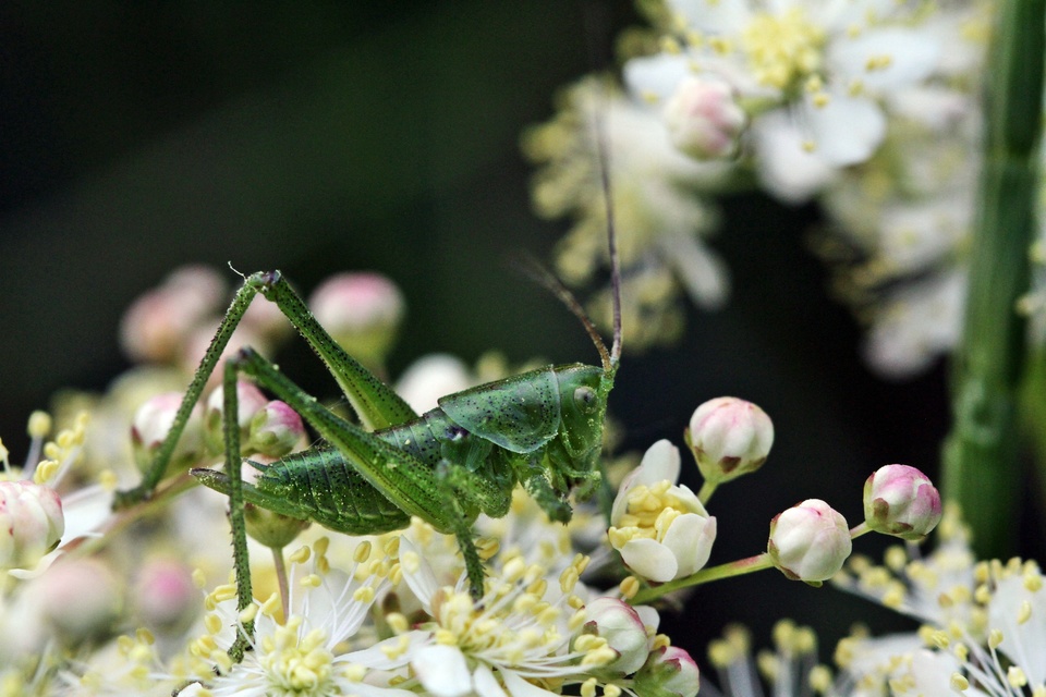 Tettigonia viridissima - zöld lombszöcske