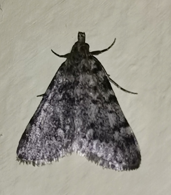 Aglossa pinguinalis - zsiradékmoly