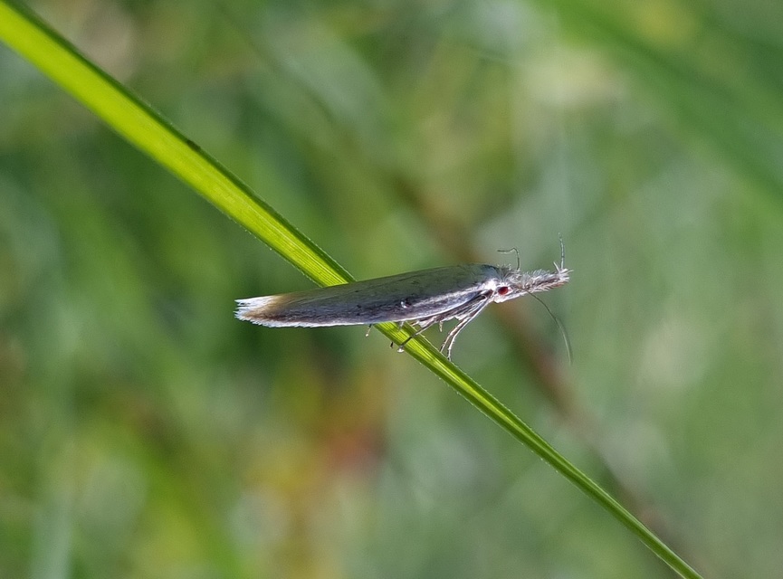 Pleurota