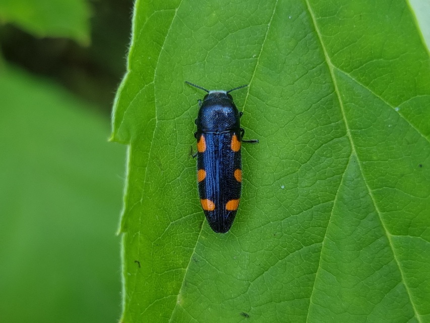 Ptosima undecimmaculata - sárgafoltos díszbogár