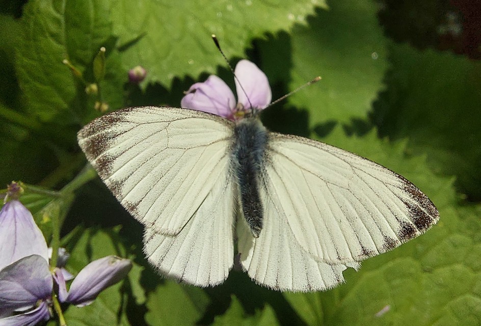 Pieris bryoniae - hegyi fehérlepke