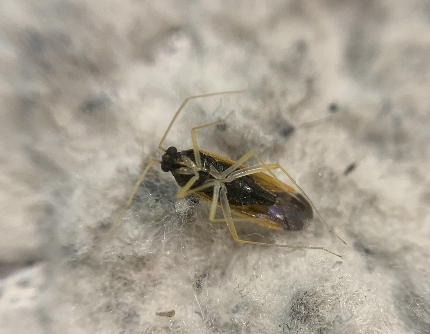 Phylus melanocephalus