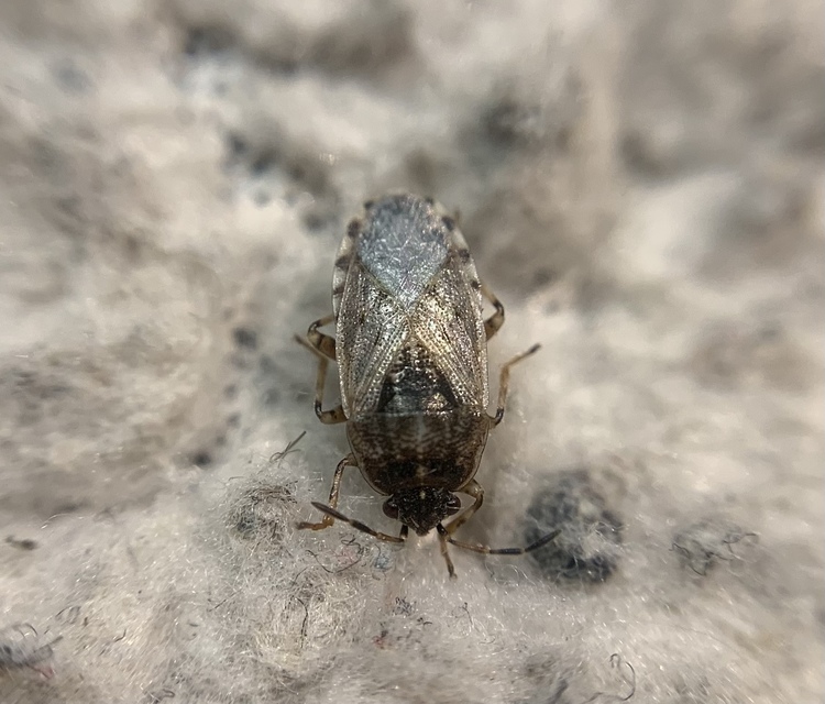 Platyplax salviae - zsályabodobács