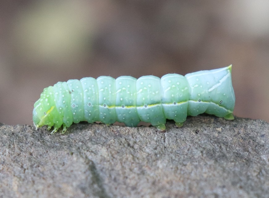 Amphipyra pyramidea - fahéjszínű bagoly