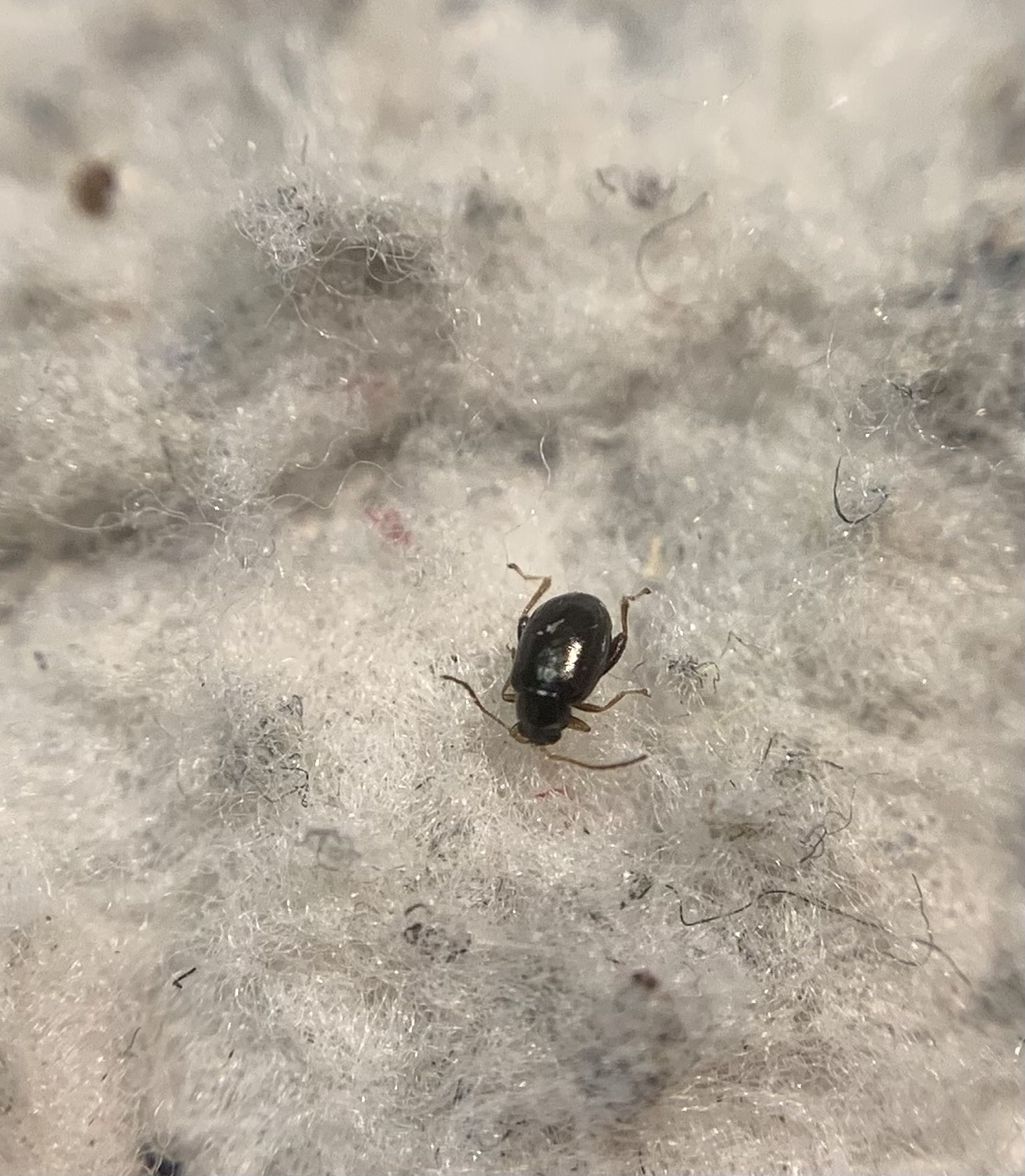 Longitarsus parvulus - közönséges len-földibolha