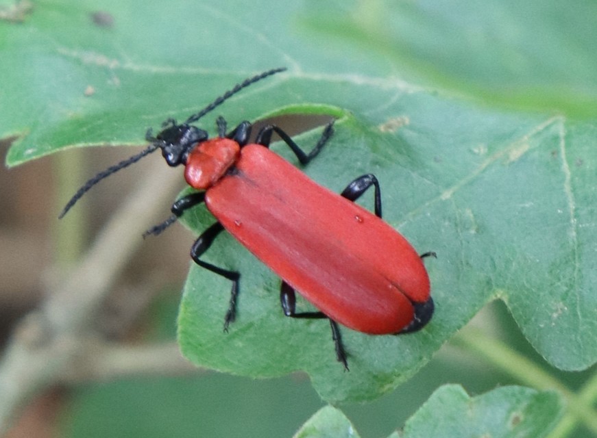 Pyrochroa coccinea - nagy bíborbogár