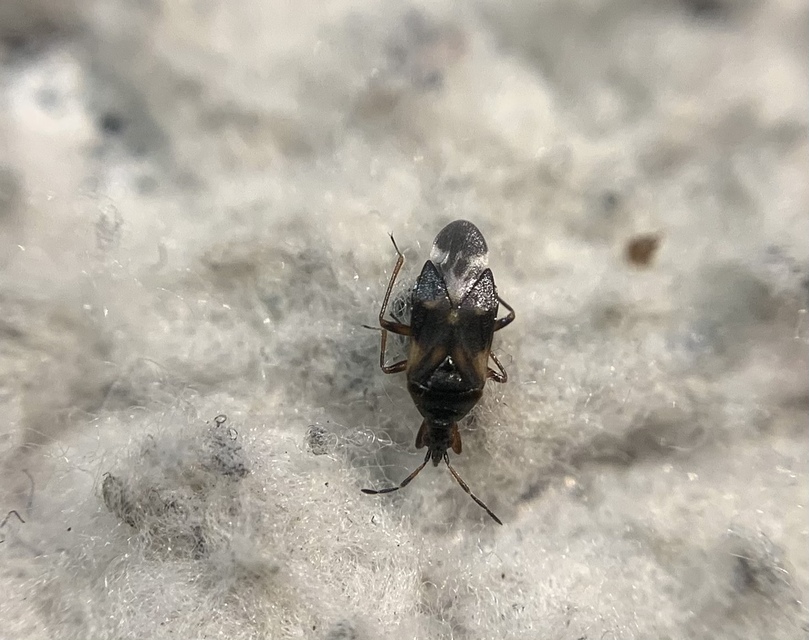 Anthocoris Anthocoris