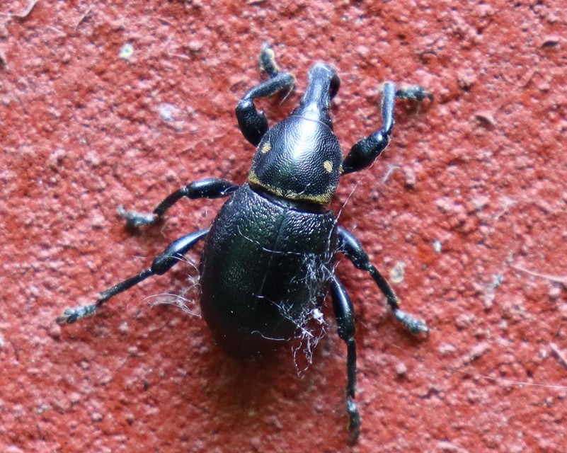 Liparus coronatus - kis turbolyaormányos