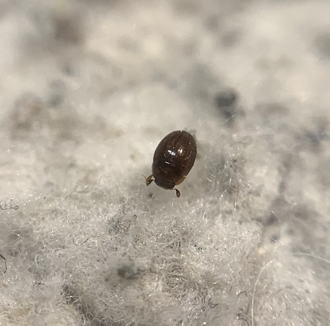 Cyrtusa subtestacea Cyrtusa subtestacea