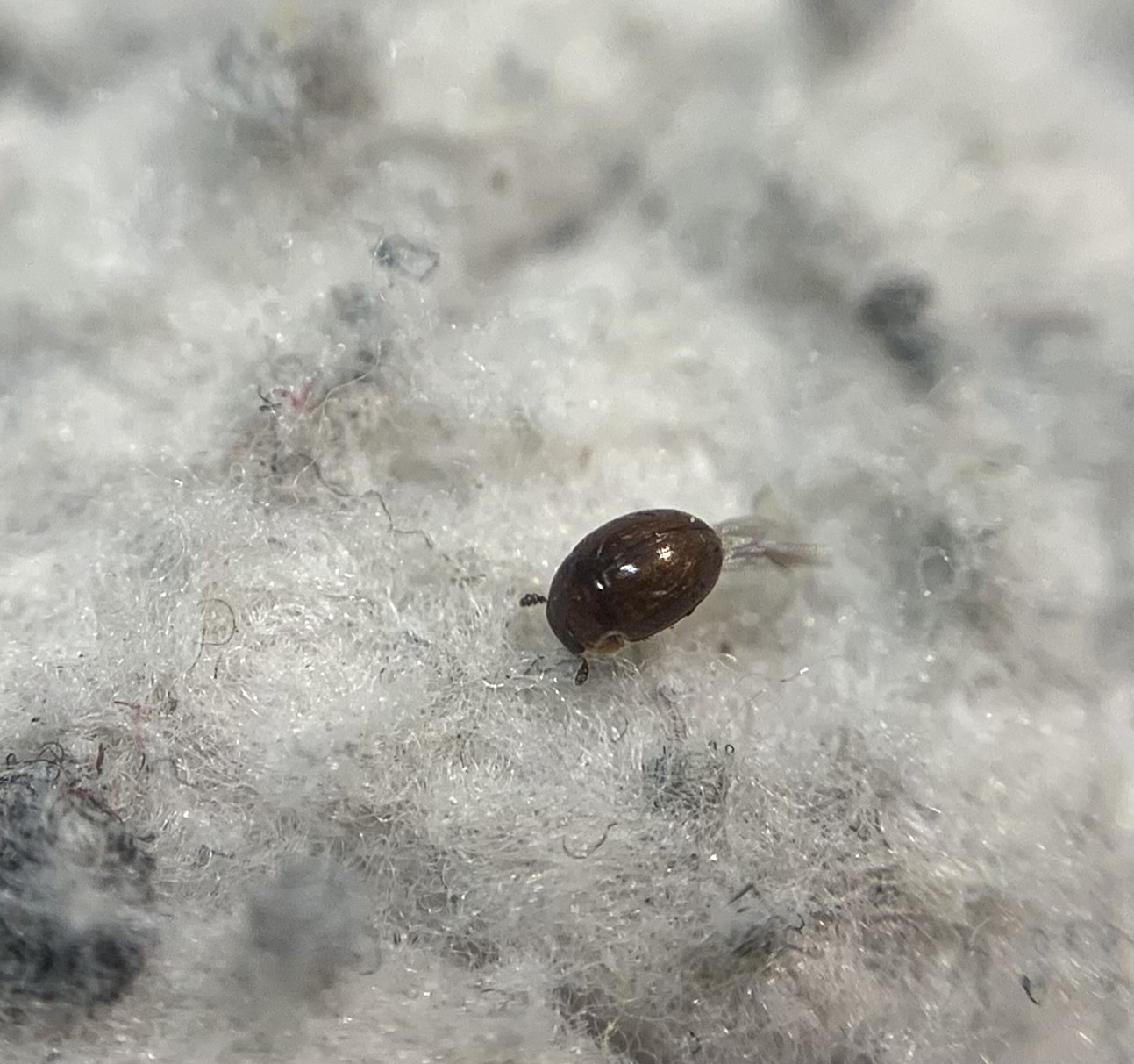 Cyrtusa subtestacea