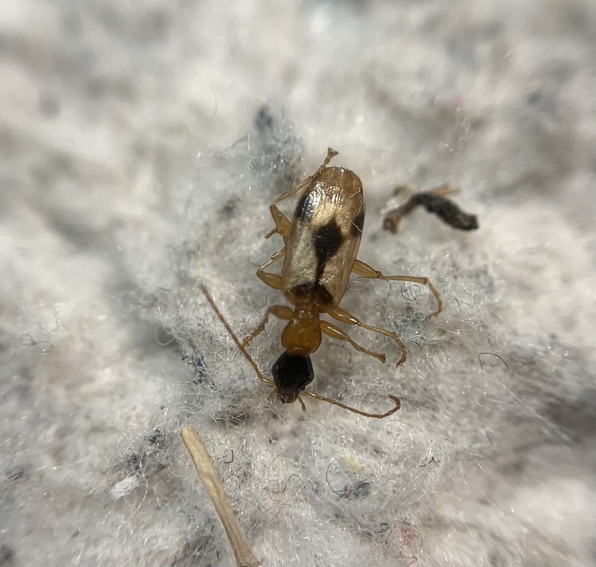 Demetrias imperialis - háromfoltos nádfutó