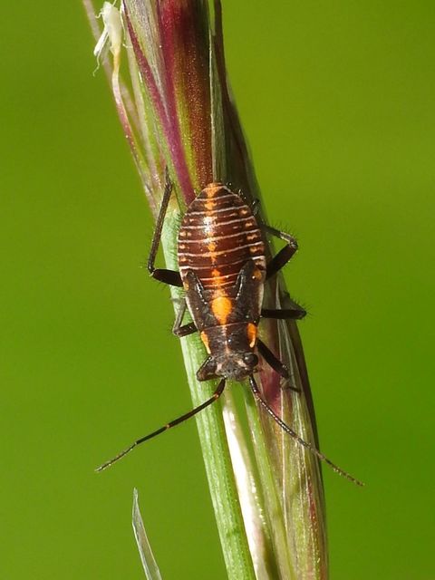 Capsodes