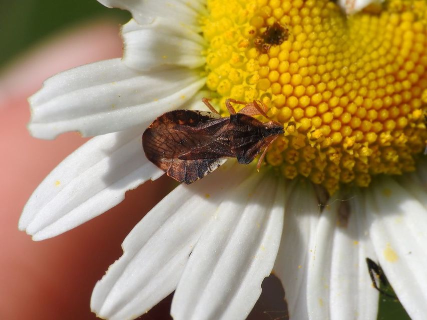 Phymata crassipes - fogólábú poloska