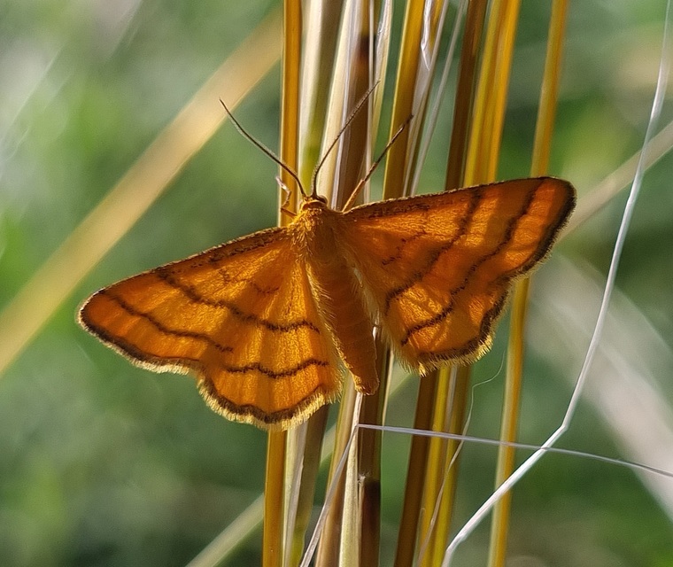 Idaea aureolaria - aranyos sávosaraszoló