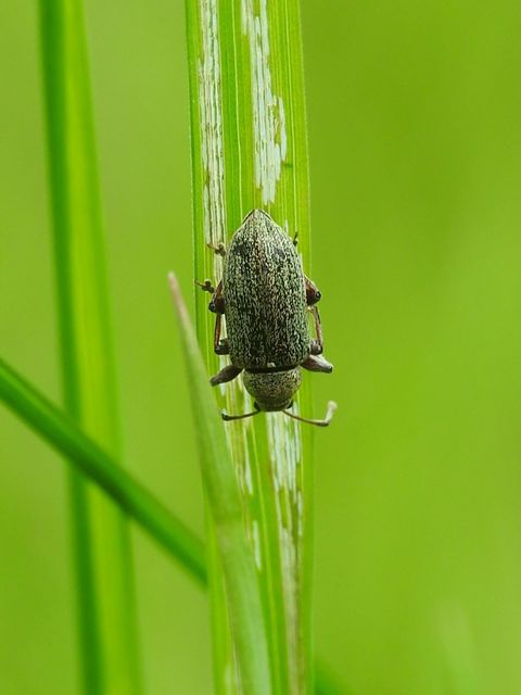 Phyllobius pyri - gyümölcsfa-levélormányos