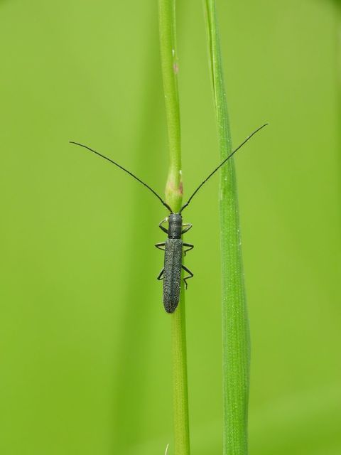 Theophilea subcylindricollis - hengeres szalmacincér Theophilea subcylindricollis - hengeres szalmacincér