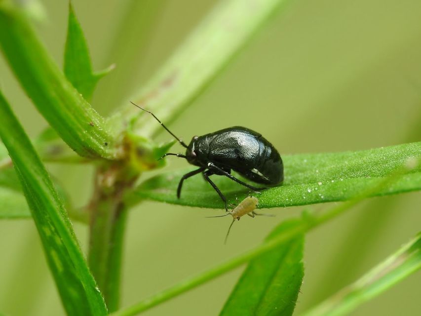 Piezocranum simulans