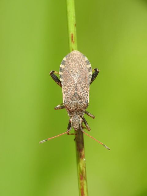 Ceraleptus gracilicornis - tüskéslábú karimáspoloska