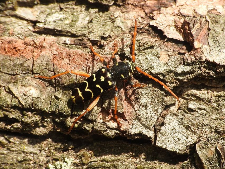 Plagionotus arcuatus - bársonyos darázscincér
