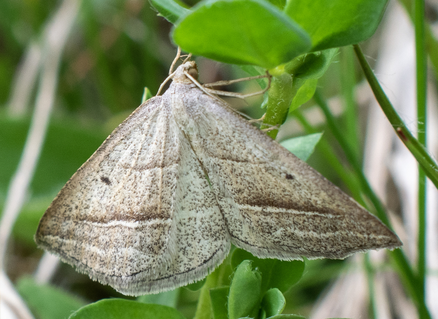 Petrophora chlorosata - páfrányaraszoló