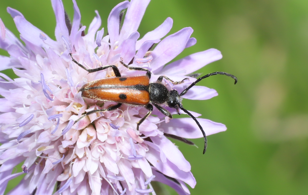 Vadonia unipunctata - kétpettyes virágcincér