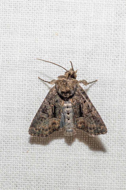 Oligia latruncula - fekete dudvabagoly