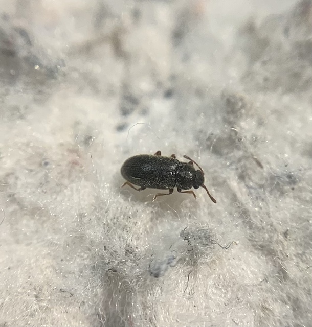 Telmatophilus brevicollis - barna gyékénybogár