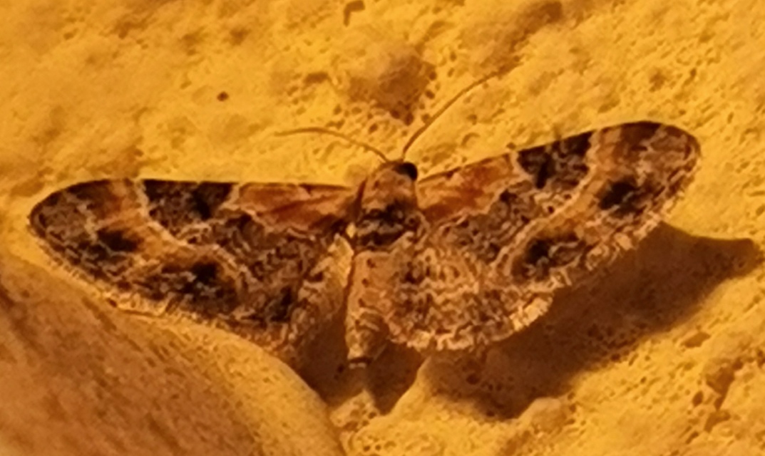 Eupithecia linariata - vonalas törpearaszoló