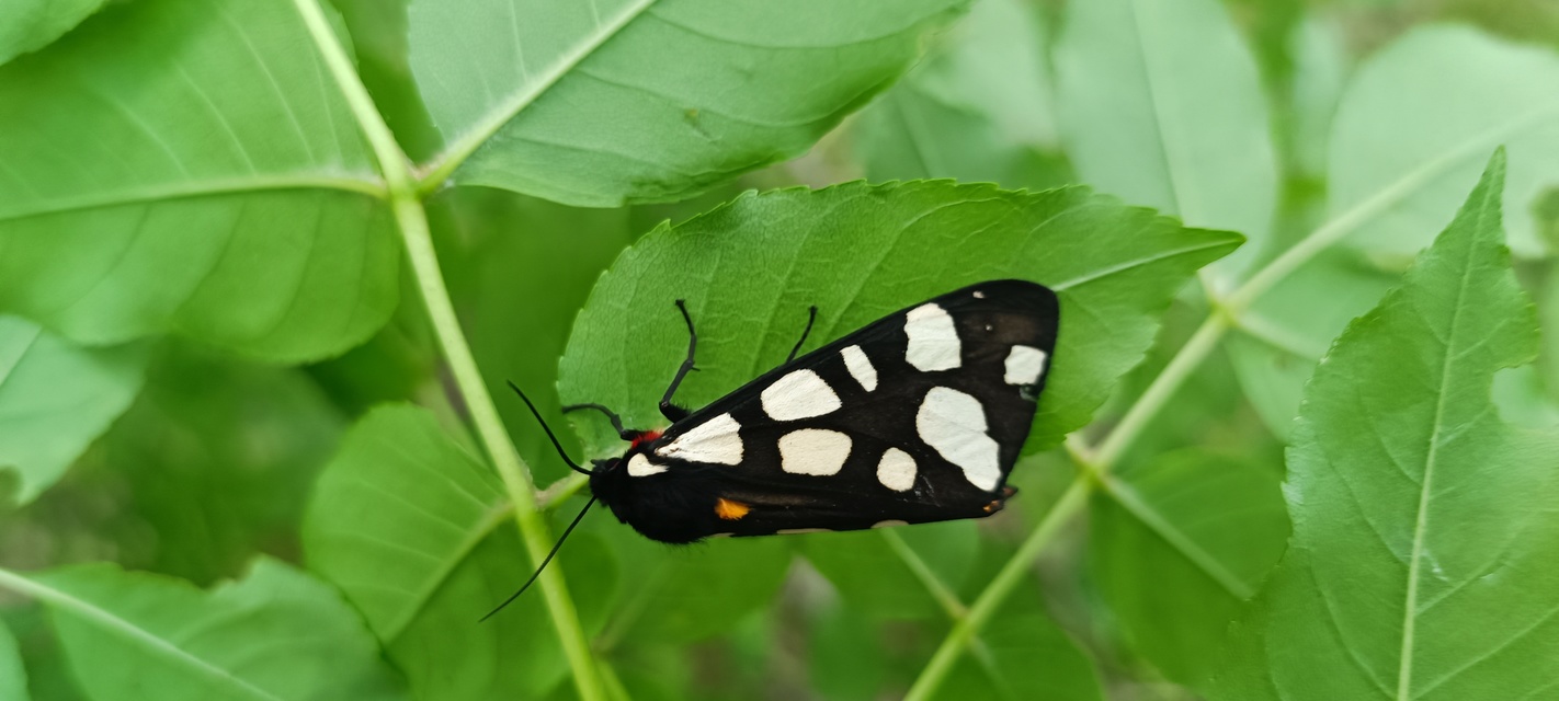 Arctia villica - fekete medvelepke