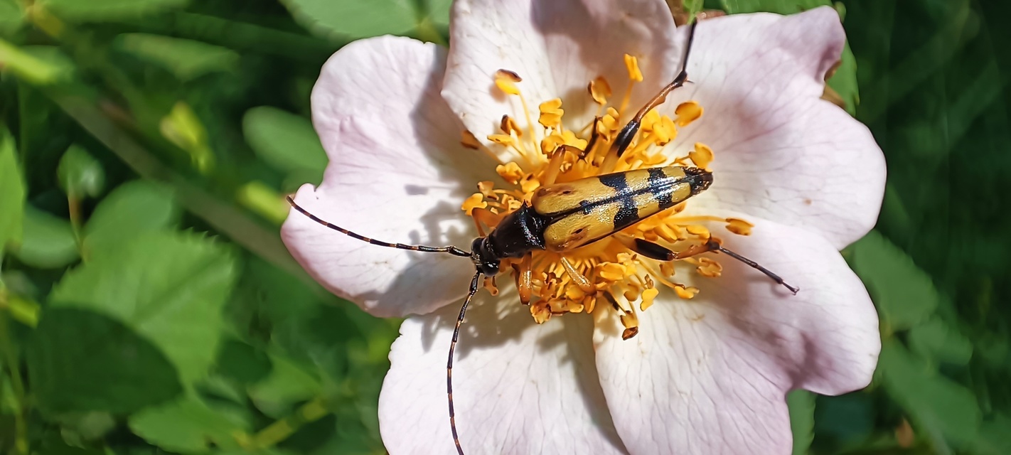 Rutpela maculata - tarkacsápú karcsúcincér