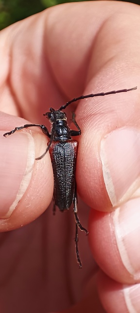 Stenocorus quercus - tölgy-gyökércincér