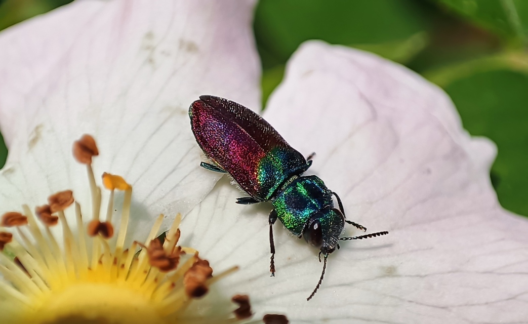 Anthaxia salicis - bíboros virágdíszbogár