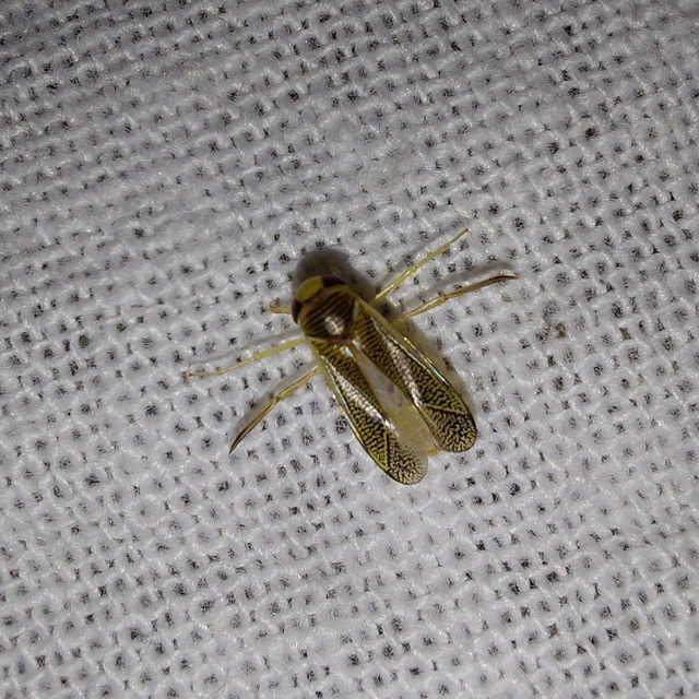 Corixidae - búvárpoloskák Corixidae - búvárpoloskák
