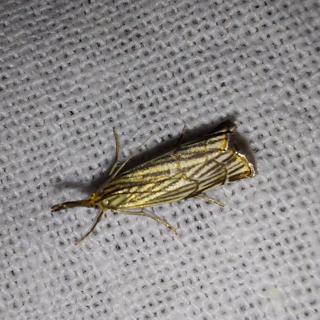 Chrysocramboides craterella - rácsos fűgyökérmoly