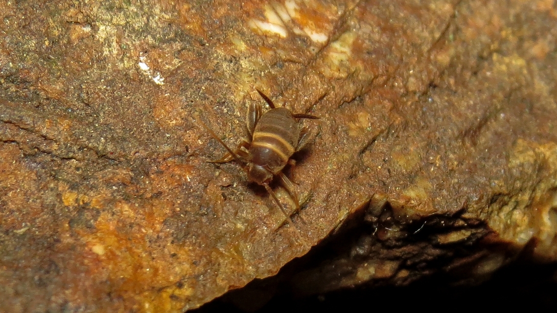 Myrmecophilus acervorum - közép-európai hangyásztücsök