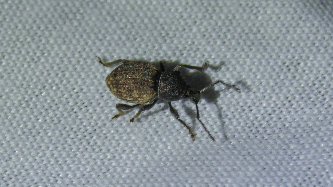 Otiorhynchus raucus - molyhos gyalogormányos
