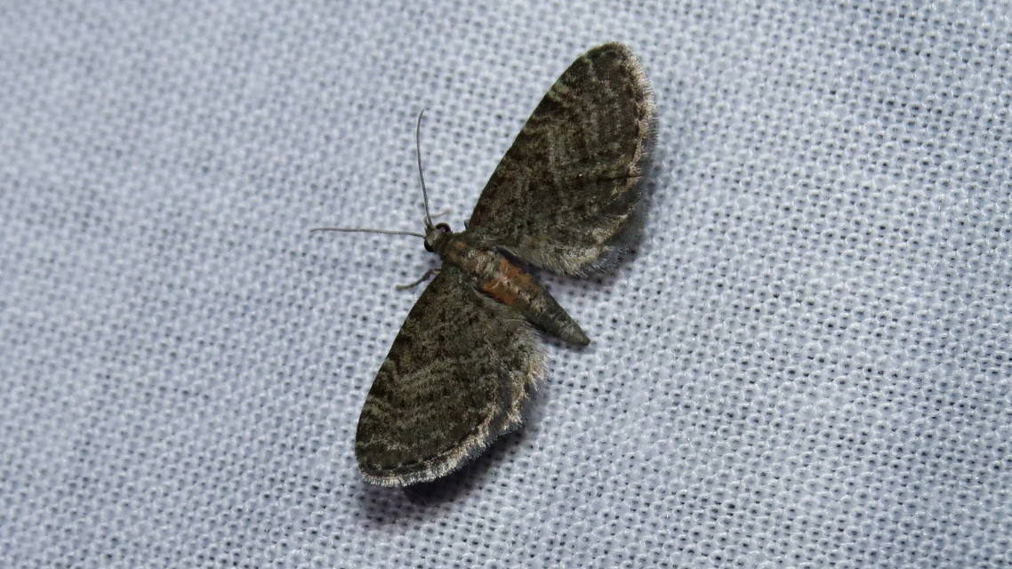 Eupithecia haworthiata - rozsdástestű törpearaszoló