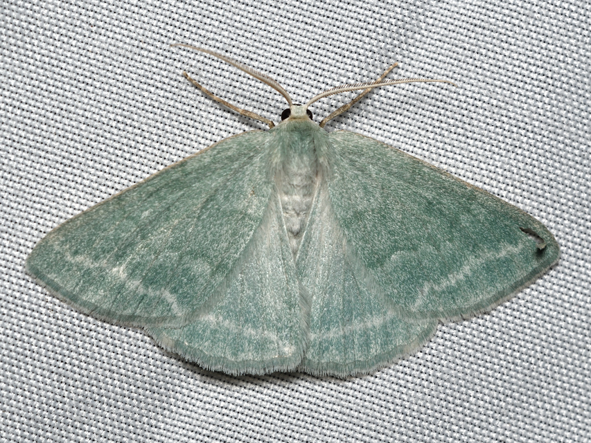 Pseudoterpna pruinata - hamvas zöldaraszoló