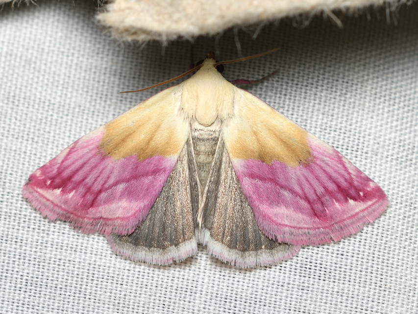 Eublemma purpurina - bíboros törpebagoly