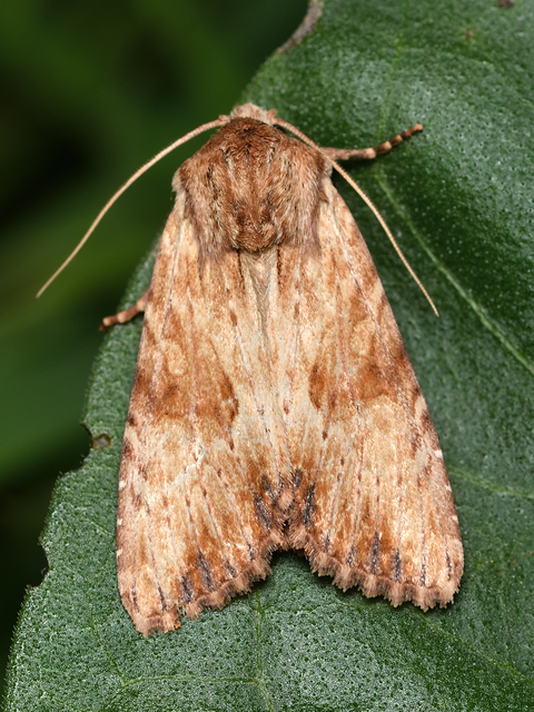 Apamea sublustris - sárgás dudvabagoly