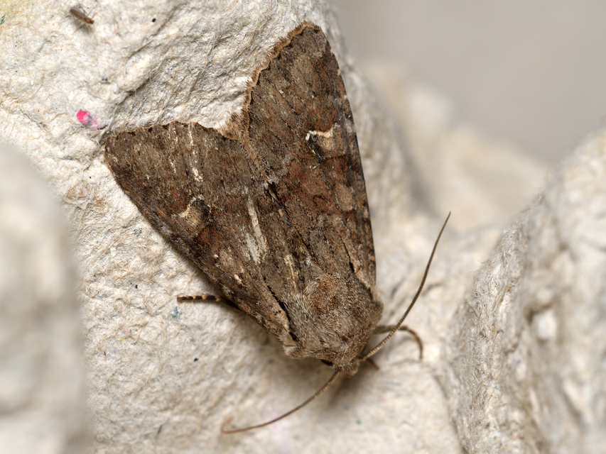Apamea sordens - kalászrágó dudvabagoly Apamea sordens - kalászrágó dudvabagoly