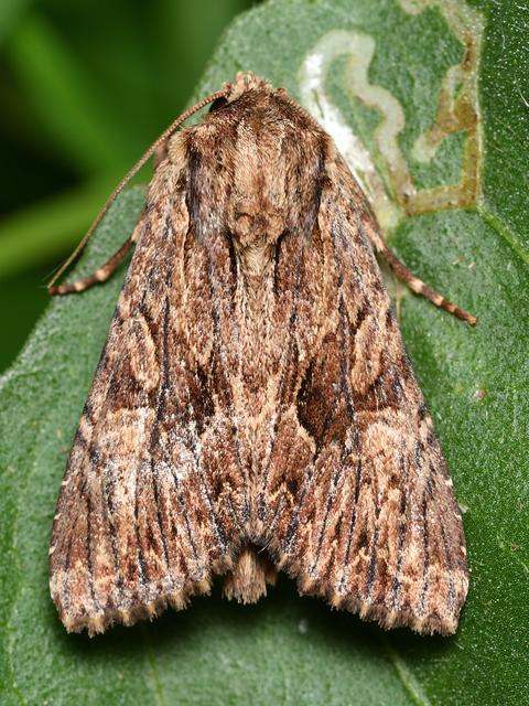 Apamea monoglypha - nagy dudvabagoly