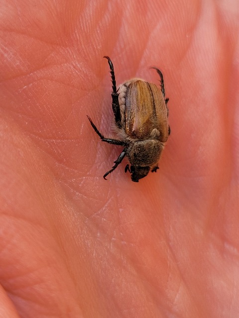 Chaetopteroplia segetum - rozsszipoly