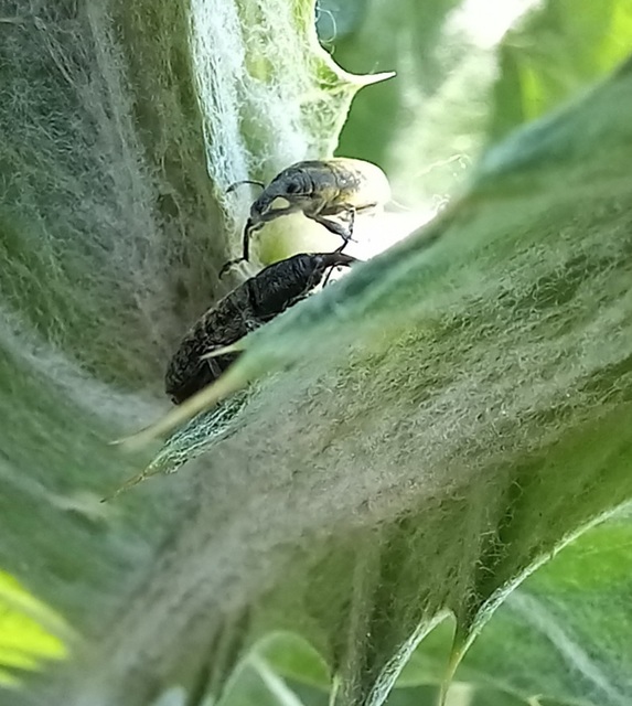Lixus cardui/filiformis