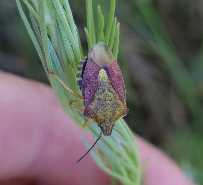Carpocoris