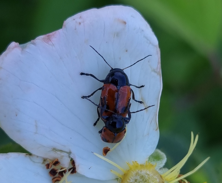 Cryptocephalus bipunctatus - kétpettyes zömökbogár